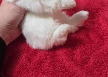 Króliczki Mini Lop