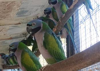 Papugi Aleksandretty Chińskie