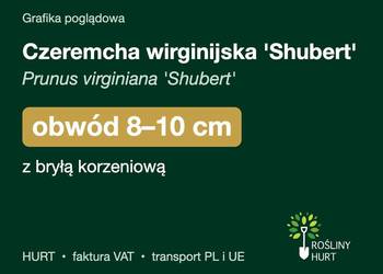 Czeremcha wirginijska 'Shubert' obwód 8-10 cm, z bryłą – HURT