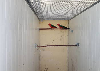 Szkarłatka królewska  szpalty na żółte