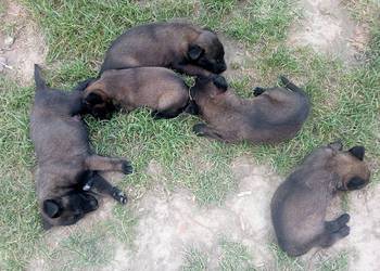 Owczarek belgijski malinois