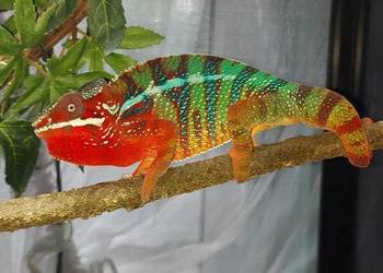 kameleon lamparci ambilobe red bar
