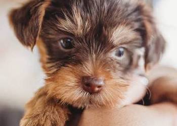 York miniaturowy xxs