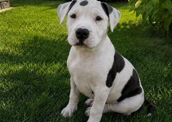 SZCZENIAKI Amstaff