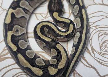Wąż pyton królewski, python regius samica