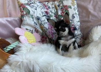 CHIHUAHUA PIĘKNA DROBNIUTKA SUNIA