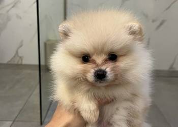 Suczka Pomeranian / Szpic miniaturowy malutka