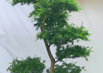 Bonsai Niwaki Modrzew