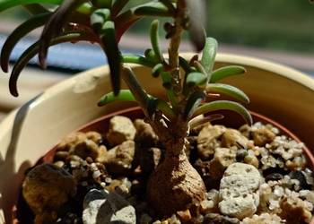Delosperma bosseranum kaudeks miniatura w osłonce Ice plant sukulent