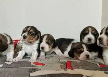 Beagle tricolor ZKwP