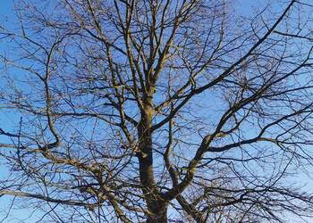 Dąb gruby Dęby na pniu 2szt do samodzielnej wycinki deski meble schody