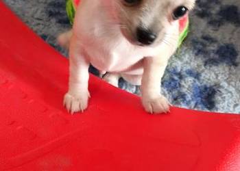 CHIHUAHUA - PIESEK po Championach, Rodowód FCI, okolice W-wy