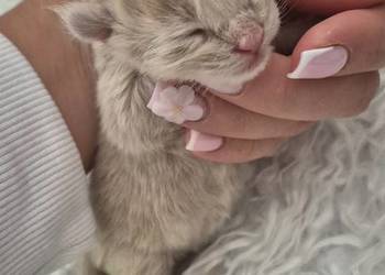 Maine Coon – dwa kocurki do rezerwacji