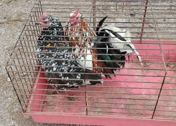 Liliputki porcelanowe 25r.