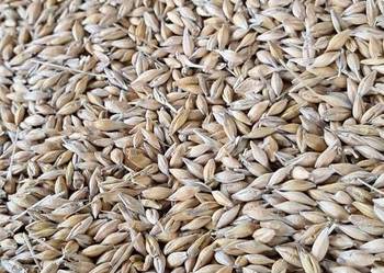 Pszenica i jęczmień