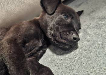 Szczeniak cane corso