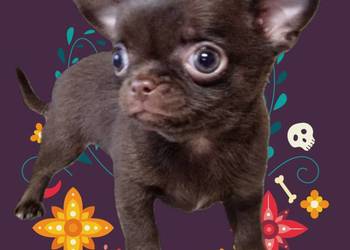 Piesek Chihuahua Luter czekoladowy
