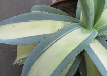 Unikatowa agawa kolekcjonerska - Agave guiengola mediopicta Yellow Center
