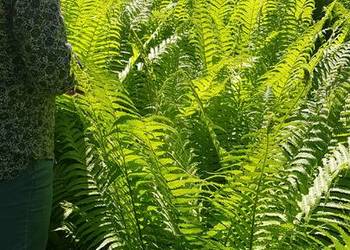 Paproć ogrodowa dekoracyjna bardzo duża XXL