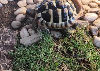 Żółw grecki 2 lata