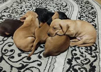 Jamnik krótkowłosy suczka piesek Jamnik krótkowłosy suczka piesek