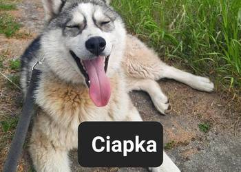 Syberiany husky mlode