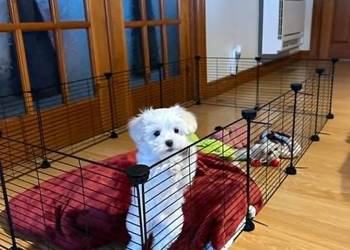 Bezpieczny wybieg dla chomika królika kojec klatka siatkowa