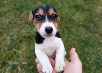 Jack Russell Terrier