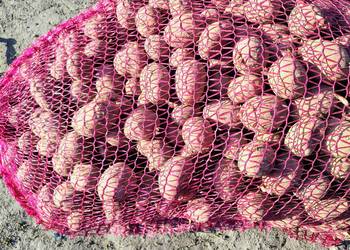 Sprzedam ziemniaki sadzeniaki odmiany Red Sonia