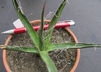 Agawa kolekcjonerska - Agave filifera subsp. multifilifera - sadzonka