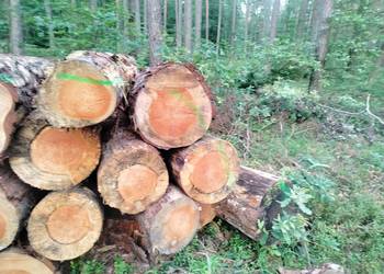 Suche Drewno opałowe i kominkowe