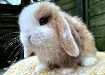 Piękne,niebieskookie kroliczki mini lop