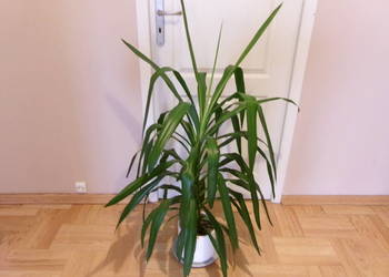 Kwiat doniczkowy  Dracena duży 130 cm
