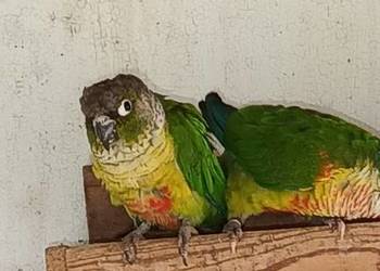 Sprzedam papugi