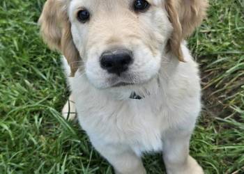 Golden retriver. Został 1piesek