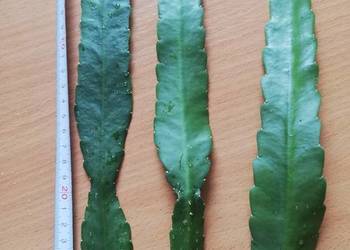 Epiphyllum Ackermannii epifilum epifilium duże sadzonki szczepki