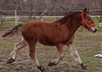 Ogierek zimnokrwisty