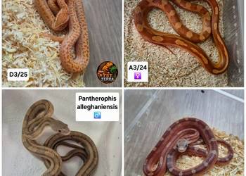 Węże zbożowe / mahoniowe / smugowy