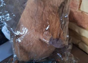 Capybara pluszak Nowy kapibara prezent mikołajki urodziny pod choinkę Nowy