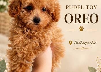 Pudelek toy Oreo b.genetyczne baby face