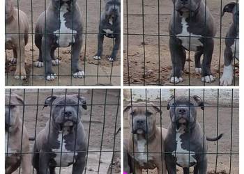 Amstaff , American staffordshire terrier