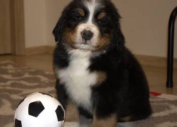 Bernenski Pies Pasterski fci