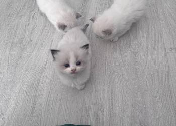 Ragdoll Wrocław