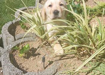 Labrador retriever szczenięta z rodowodem