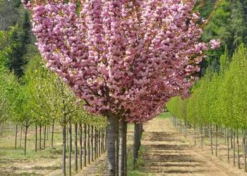 Wiśnia piłkowana 'Kanzan', szczepione 1,5 - 1,8m, obwód 10-14