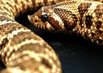 Heterodon zachodni młody