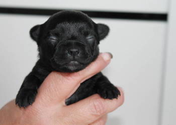 ZAREZERWOWANA Chihuahua suczka ZKwP FCI