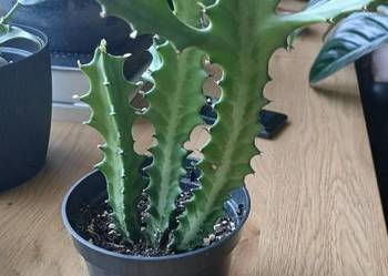 Euphorbia lactea kolekcjonerski wilczomlecz