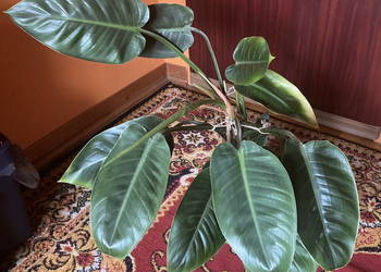 Piękny Philodendron Filodendron Congo Apple duży krk