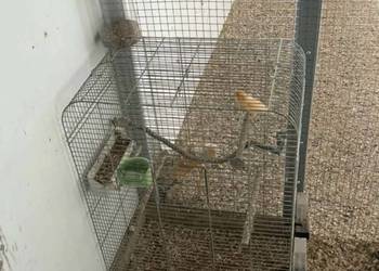 Kanarek wraz z klatką